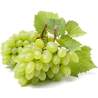 Winogrono bezpestkowe Zielone